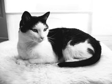 Load image into Gallery viewer, ACAB All Cats Are Beautiful vinyl car decal laptop computer sticker All Cops Are Bastards