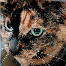 Load image into Gallery viewer, ACAB All Cats Are Beautiful vinyl car decal laptop computer sticker All Cops Are Bastards